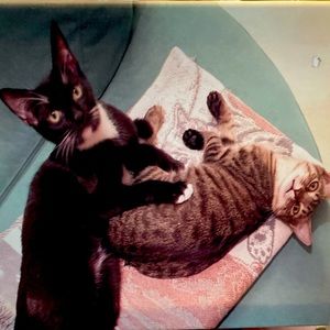 cat lovers stretch canvas picture